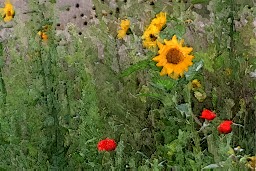 IMG_2778.jpg