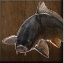 fisch (groß).jpg
