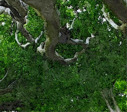 IMG_1575_cut2_min3_FotoSketcher.jpg