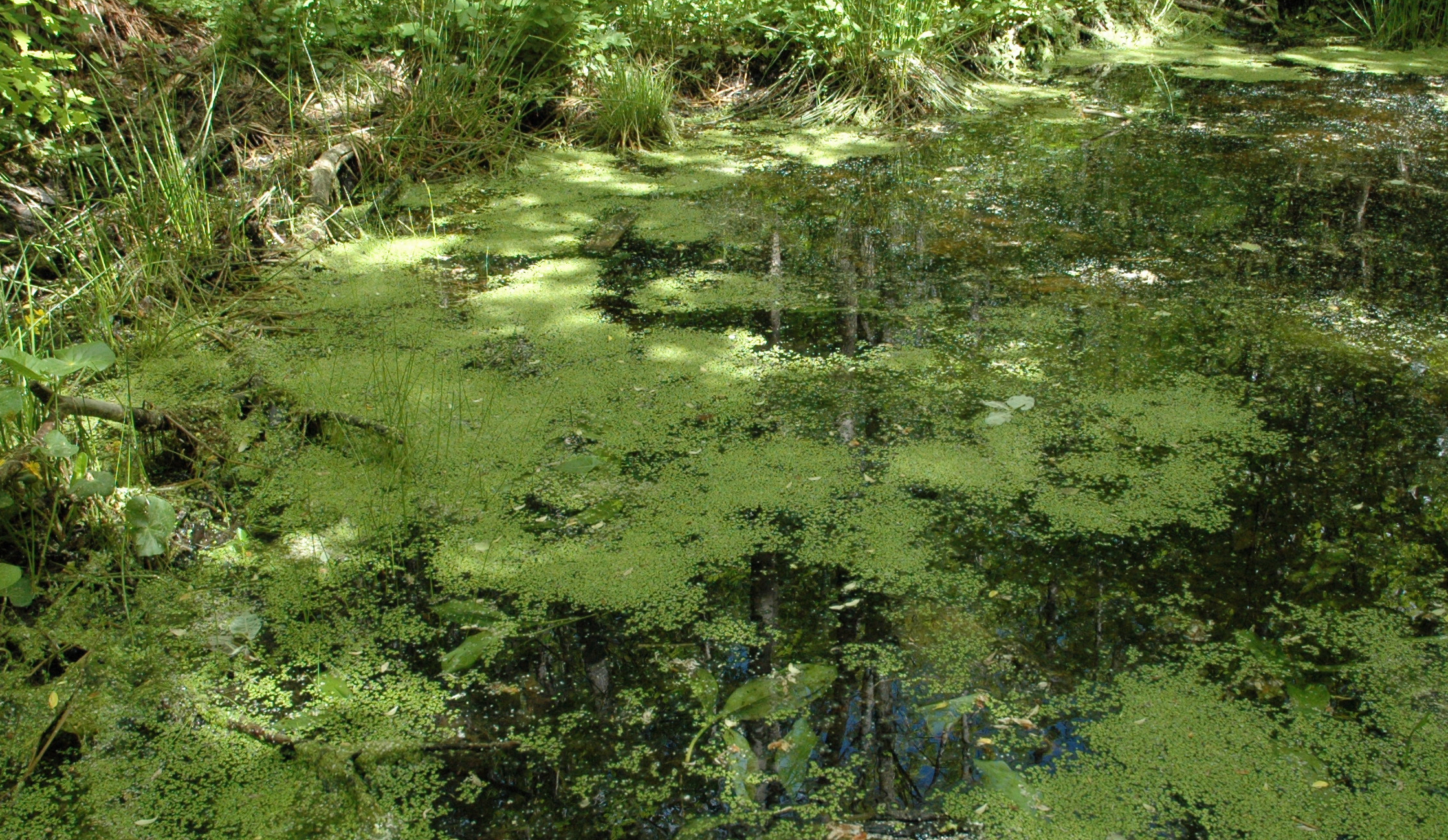 wasserlinsen.jpg
