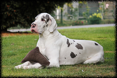 Deutsche Dogge.jpg