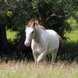 Einhorn (Horn fehlt noch).jpg